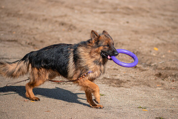 A dog of the German Shepherd breed plays with a rubber ring, a toy. Training, raising a dog.