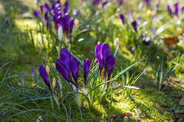 crocus flowers in the garden -  spring flowers - close up
