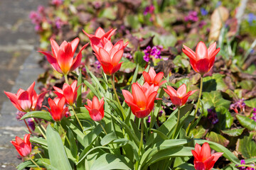 red tulips in a spring garden