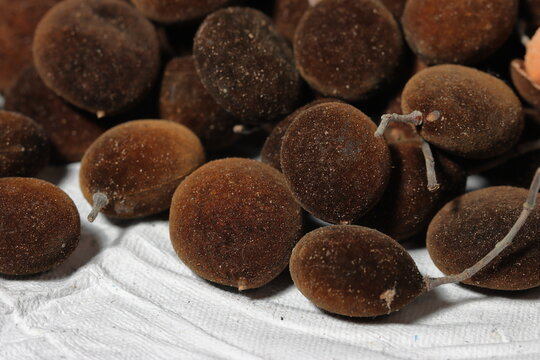 Vector illustration, Dialium cochinchinense or velvet tamarind, isolated on white background.