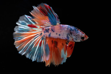 Multi color half moon siamese fighting fish (Betta Splendens) isolated on black background. © Supakit