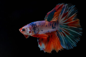 Multi color half moon siamese fighting fish (Betta Splendens) isolated on black background. © Supakit