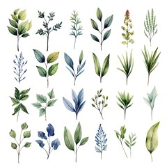 Collection of watercolor herbs clipart on white background.