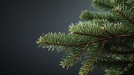 Fir tree branches on plain background, copy space