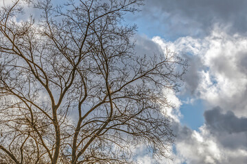 A leafless tree against a cloudy sky on an autumn day