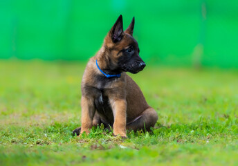 Portrait of a Belgian Malinois puppy in a blue collar sitting on the grass