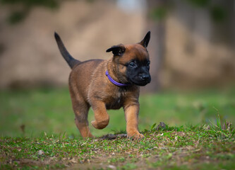 Belgian shepherd malinois puppy