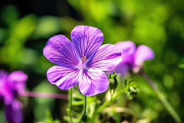 Fototapeta premium Geranium wilfordii flower.