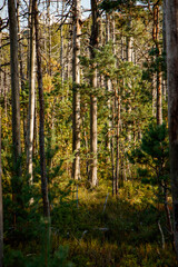 Fototapeta premium Autumn forest