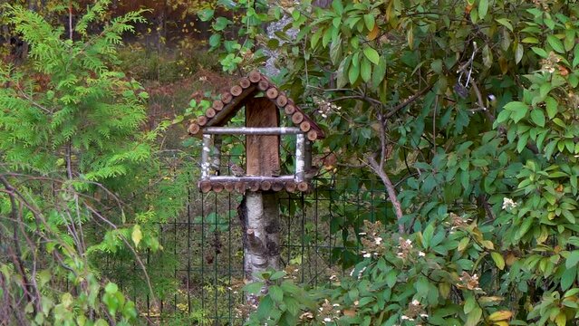 Feeder house with the tree sparrow birds.A flock of sparrow in wooden feeder. Birds are feeding on sunny day.