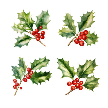 Set of Christmas decorative elements - holly berry branches with leaves and berries. Vector illustration