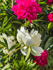White, pink peony flowers in the garden close