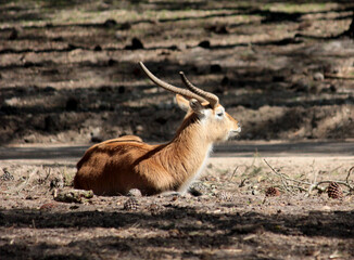 kobus