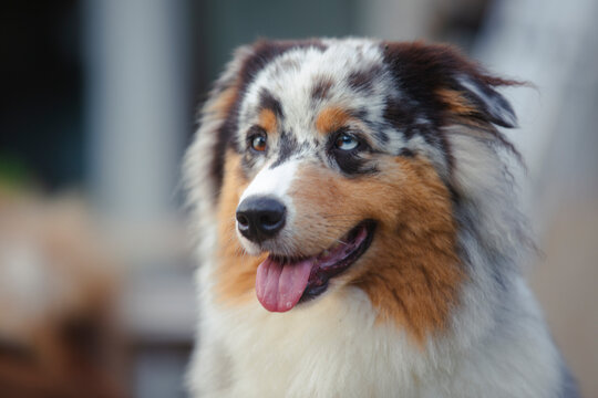 Portrait of a beautiful Australian Shepherd blue merle