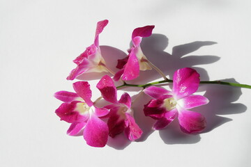 Purple orchid flower phalaenopsis, phalaenopsis or falah on a white background. 