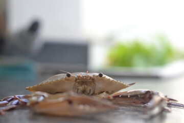 close up short of a crab from Arabian sea
