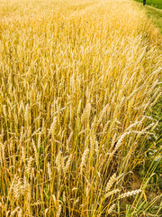 A large golden wheat field in cloudy cloudy weather