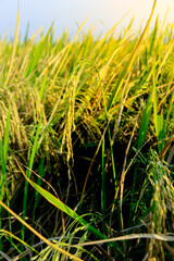 Rice stalks and ears of rice