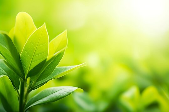 Nature of green leaf in a garden in summer under sunlight. Spring background.