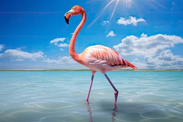 Fotobehang Pink Flamingo in the water. © Mehdi