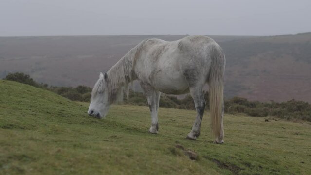 A grey pony leisurely eating grass on a misty day in the field on Dartmoor