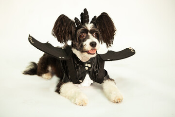 A beautiful Chinese Crested Powderpuff dog, wearing a cool black rocker suit with wings, a leather jacket and horns on his head, on a white background, studio shot.