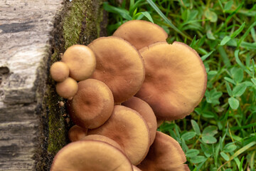 Wild Armillaria mushrooms on a stump in the forest. 