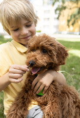 portrait of a boy with a brown poodle on a walk in the summer. child with his favorite pet. furry friend