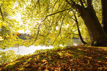 perfect autumn location with beautiful trees and a lake in Austria.