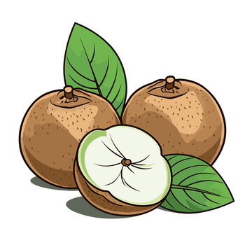 Chikoo hand-drawn illustration. Chikoo. Vector doodle style cartoon illustration