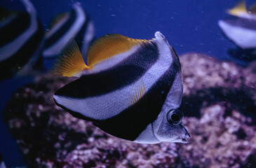 fish in aquarium