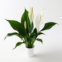 Peace Lily on a plain white background.