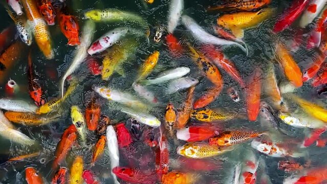 Many colorful fancy koi carp fishes