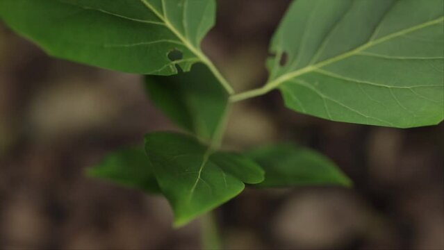 Time lapse of a plant growing from the ground time lapse in a 3D animation