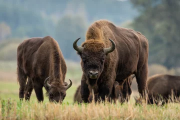 Poster European bison - Bison bonasus in the Knyszyńska Forest (Poland) © szczepank