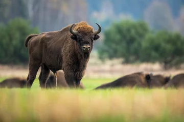 Zelfklevend Fotobehang European bison - Bison bonasus in the Knyszyńska Forest (Poland) © szczepank