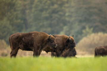 European bison - Bison bonasus in the Knyszyńska Forest (Poland)
