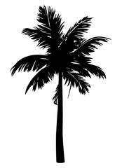 Obraz premium Palm tree silhouette isolated on white background. Vector Illustration.