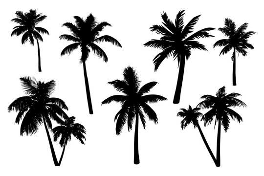 Set of palm trees silhouette isolated on white background. Vector Illustration.