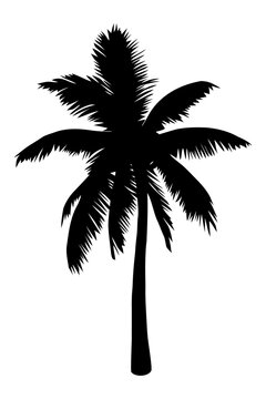 Palm tree silhouette isolated on white background. Vector Illustration.