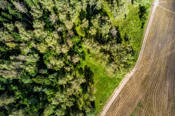 Gordijnen Aerial view of a bright green birch grove next to a yellow field © PhotoChur