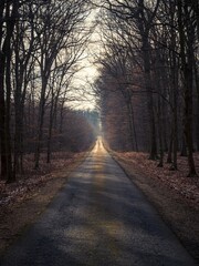 Empty straight dark forest asphalt road