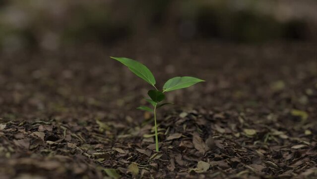 A plant growing from the ground time lapse in a 3D animation