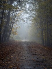 Solo woman hiking in a foggy colorful autumn forest