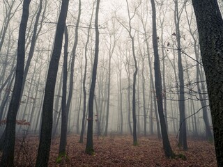 Foggy mysterious forest landscape during autumn