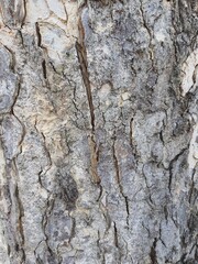 Long-lived tree bark in Thailand