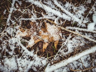 Closeup detail shot of winter forest floor with fallen tree leaves