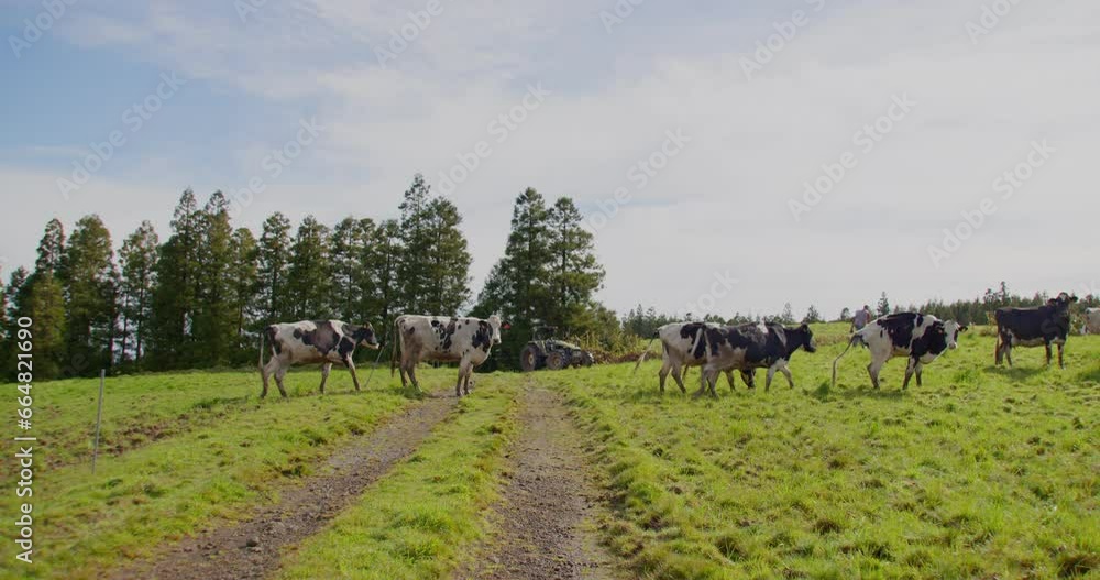 Poster some cows passing trough the camera with a tractor and trees on the background