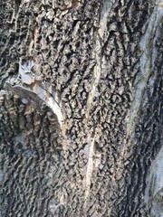 Long-lived tree bark in Thailand