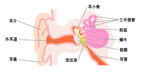 浸出液が貯留した耳のシンプルなイラスト